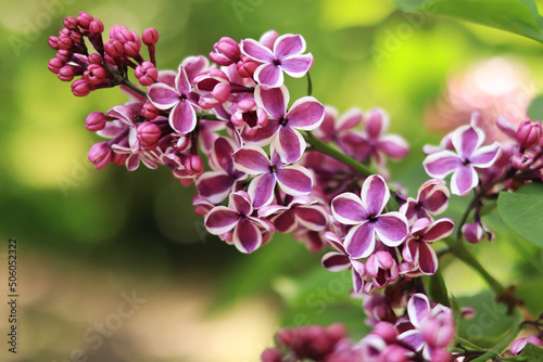 Syringa vulgaris "Sensation". A close photo of vibrant purplish red flowers with a white edge