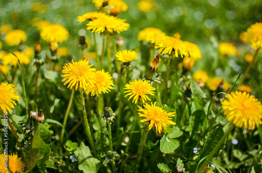 Delicate and light dandelion flowers outdoors Delicate and light dandelion flowers outdoors