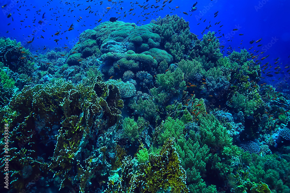 Obraz premium coral reef background, underwater marine life ecosystem ocean sea