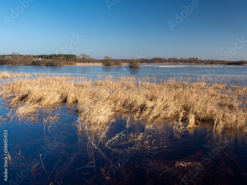 View of the spring backwaters  Spring landscape  Biebrza National Park  Poland