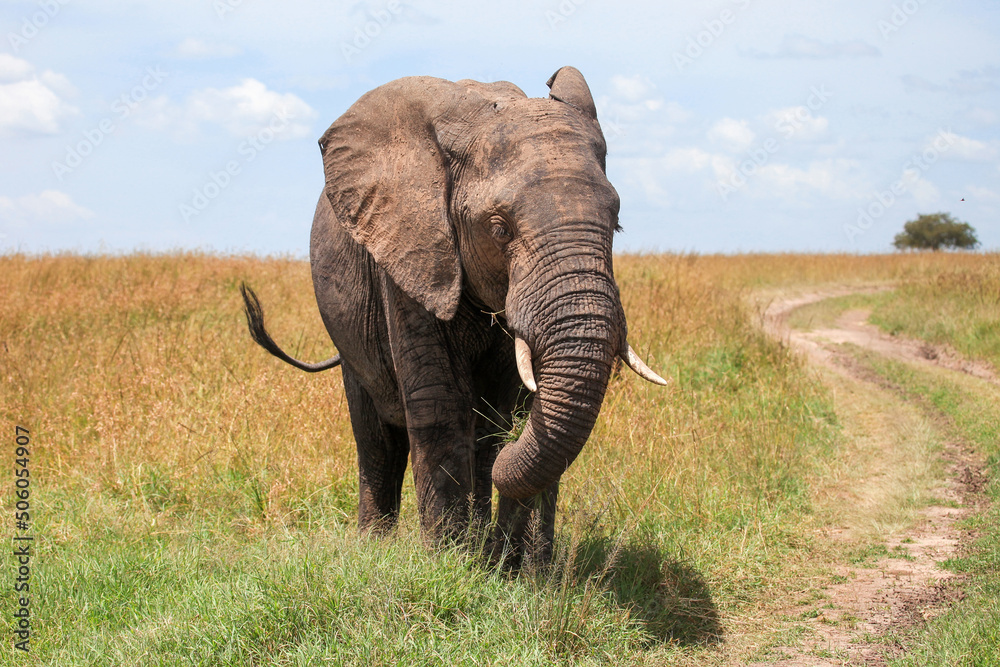 Fototapeta premium African bush elephant