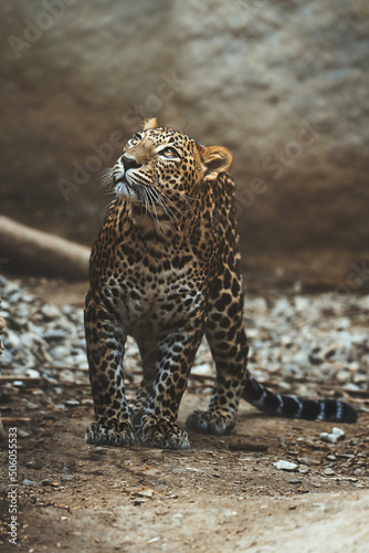 Ceylon leopard (Panthera pardus kotiya) detail portrait © Sangur