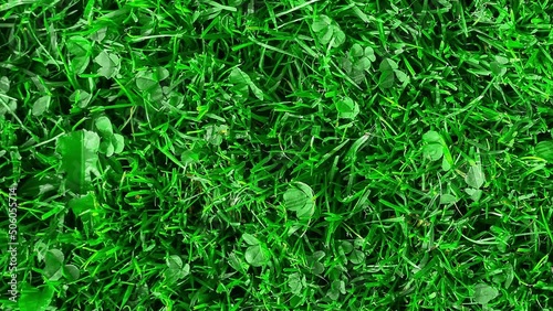 Yellow oak leaf on green grass. Yellow oak leaf lies on green grass in the autumn time of year. Background of green grass and oak leaf.
