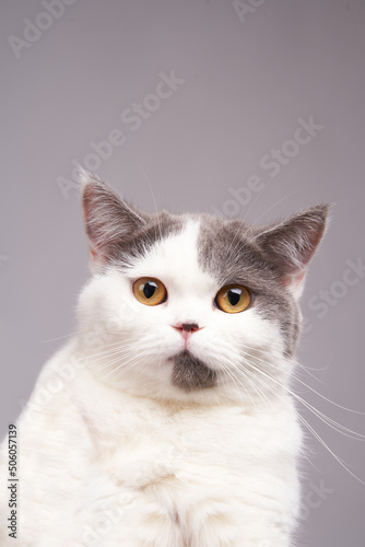 cute white gray tabby cat on isolate background looking at camera.
