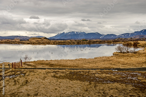 Landscape near lake Myvatn in Iceland with a dirt road, grass and shrubs and a lake, dotted with birds, in which mountains, hills and pseudocraters reflect