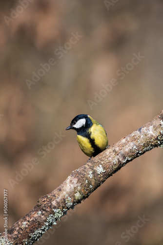 Lovely Spring landscape image of Great Tit bird Parus Major in forest setting with colorful vibrant colors