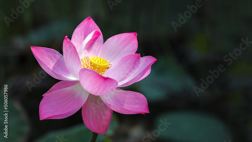 Pink lotus flower in dark background 