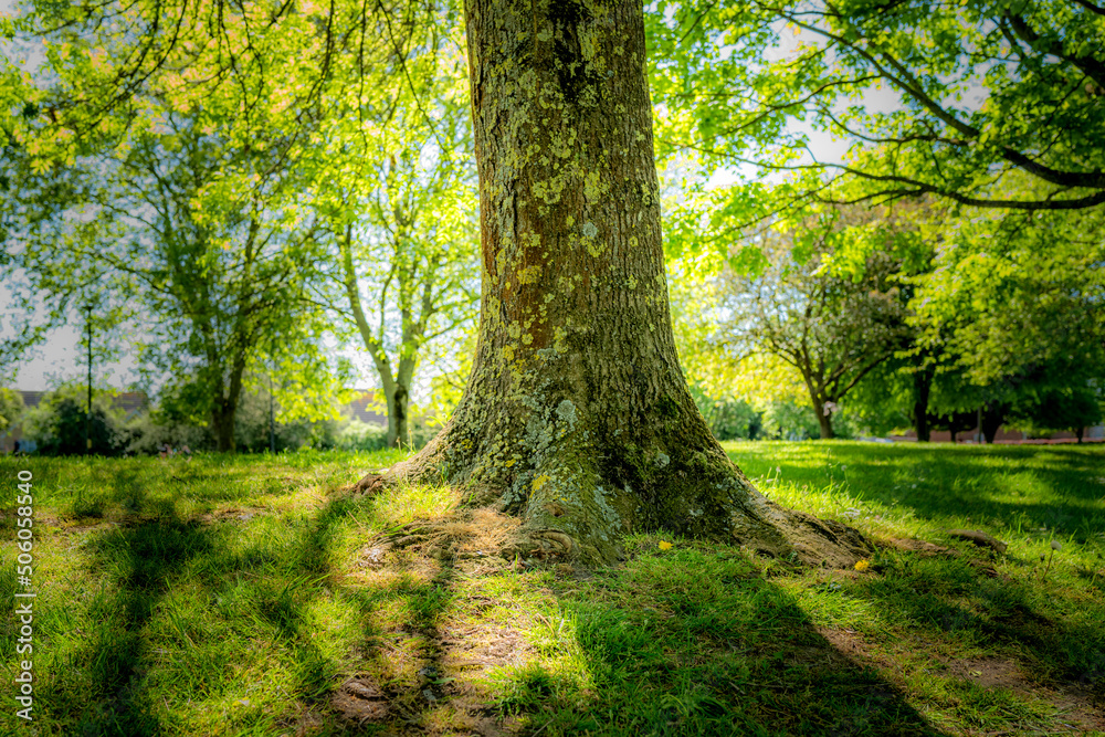 Fototapeta premium Established tree showing is wide trunk seen on a slight rise in a public park in early summer. Seen with negative clarity giving the image a surreal look.