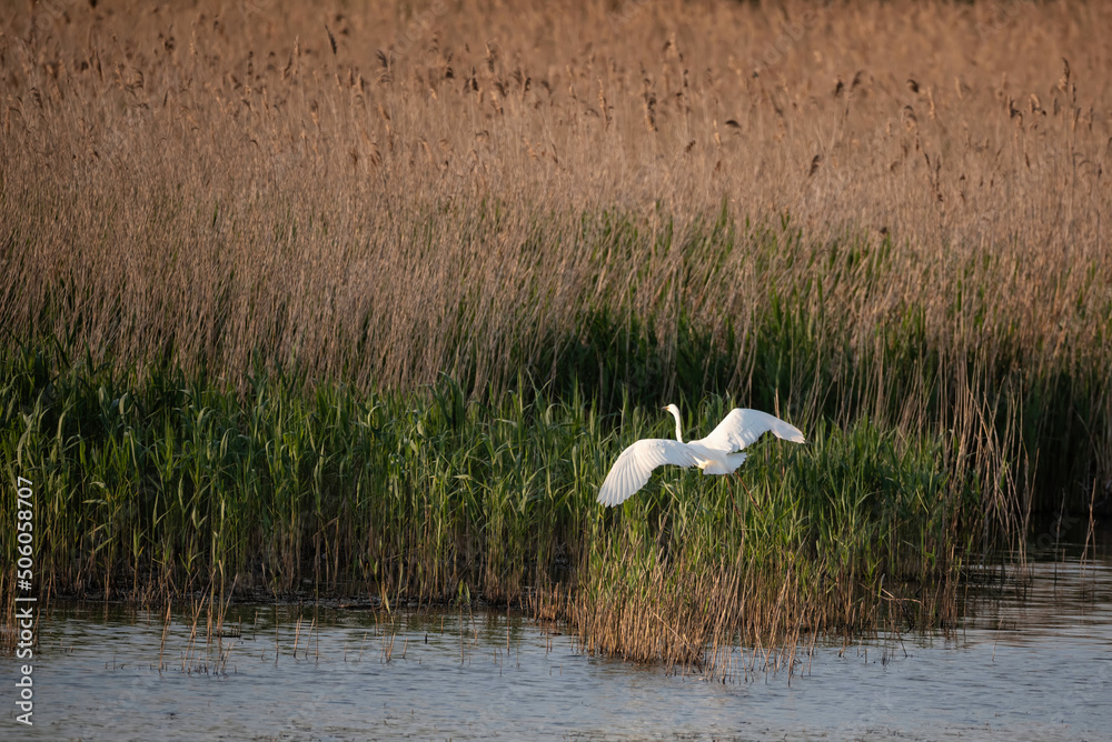 Fototapeta premium Lovely image of beautiful graceful Great White Egret Ardea Alba in flight over Somerset Levels wetlands during Spring sunshine