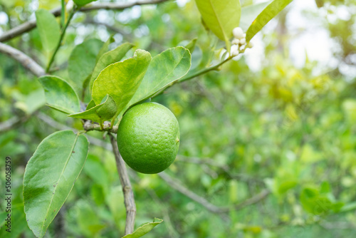 Wallpaper Mural close up fresh lemon from tree branch in the garden Torontodigital.ca