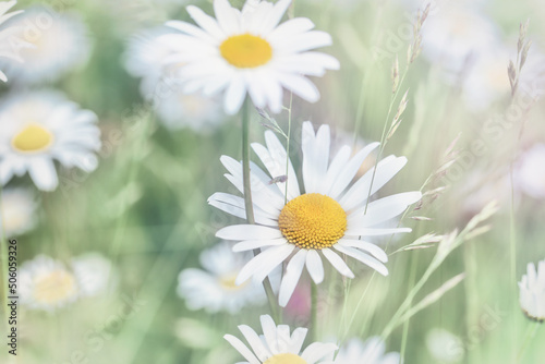 Nature background with wild flowers camomiles. Soft focus. Close up. © Eugeniusz Dudziński