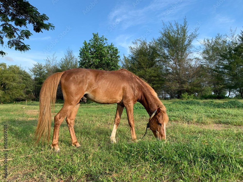 Obraz premium Brown horse in the nature at sunny day