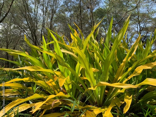 Doryanthes leaves plants with yellow and green color in the park
