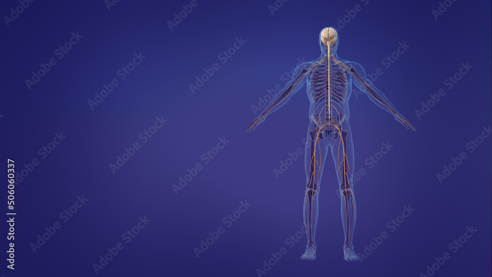 human brain and nervous system.3d illustration.