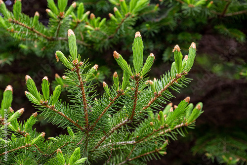 Norway spruce with many spruces in spring. photo