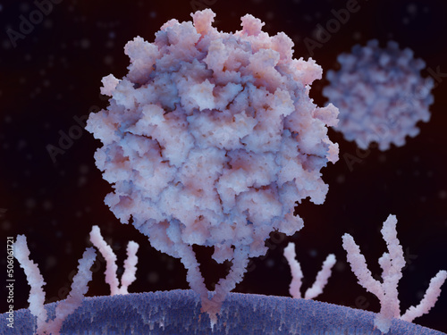 Coxsackievirus binding to ICAM-1 on a human cell surface photo