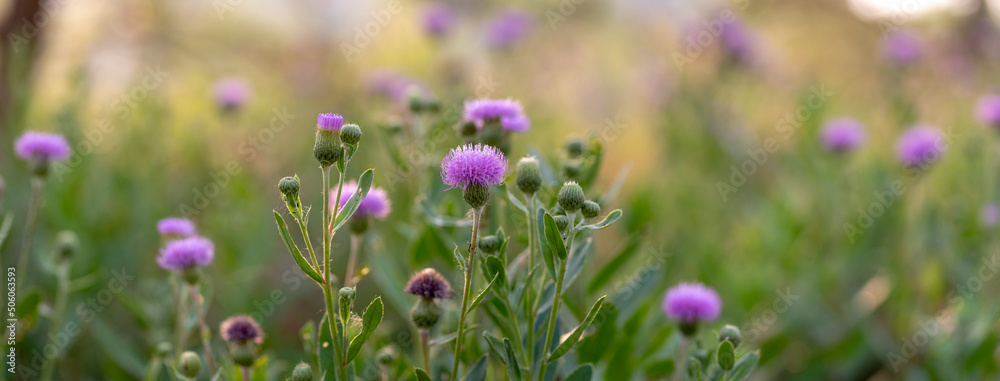 Obraz na plátně panoramic view of thistle on green color bokeh background