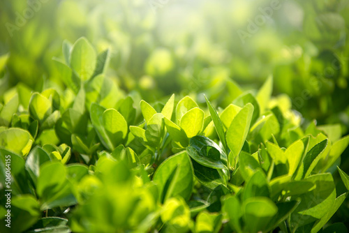 Closeup of nature view of green leaf on blurred greenery background in garden.