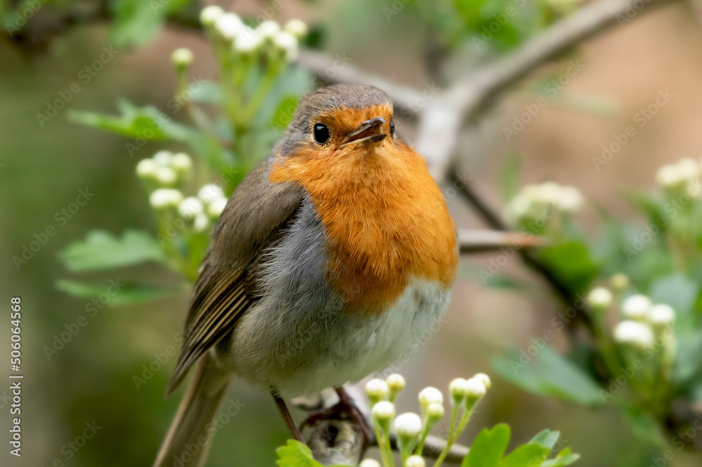 close up of a cute robin close up of a cute robin