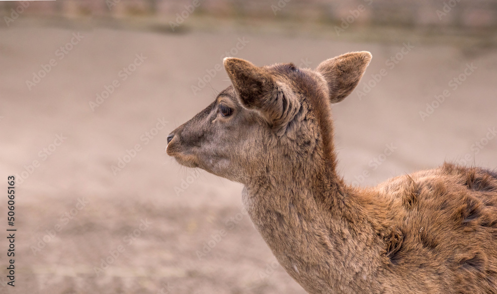 Fototapeta premium timid artiodactic animal young roe deer portrait
