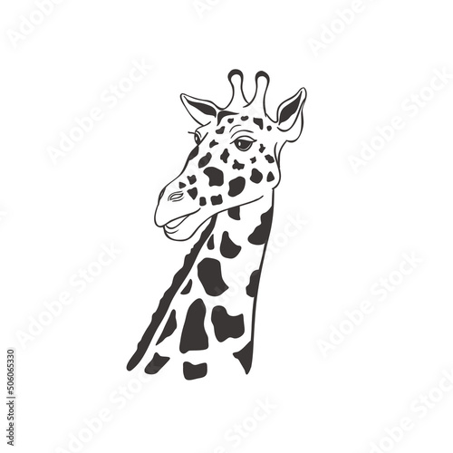 Giraffe on white background. Vector .