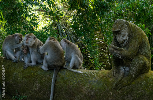 Crab-eating macaques  Macaca fascicularis lat.  at Monkey Forest in Ubud. Bali  Indonesia.