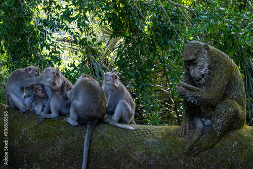 Crab-eating macaques  Macaca fascicularis lat.  at Monkey Forest in Ubud. Bali  Indonesia.