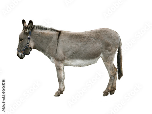 donkey isolated on white background © fotomaster