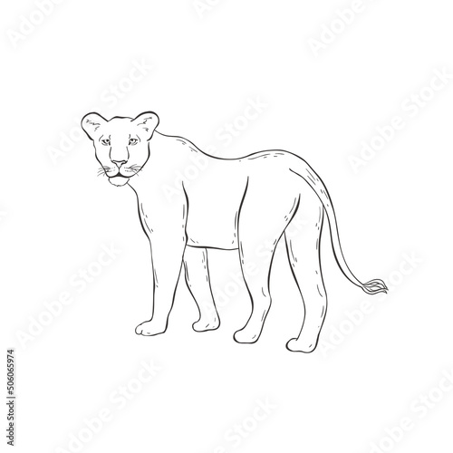 Lioness on white background. Vector .