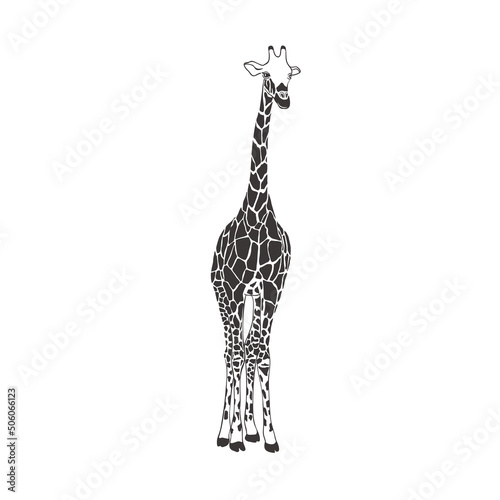 Giraffe on white background. Vector .