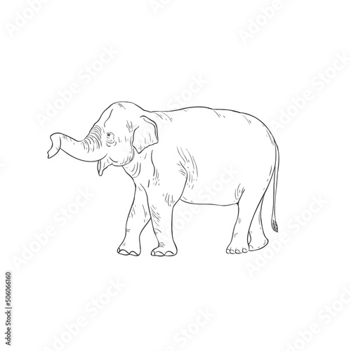 Line Art Baby Elephant on white background. Vector . © vectorgirl