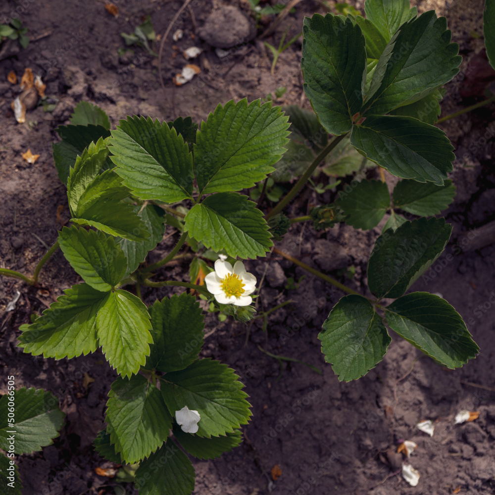 Blooming green strawberry bush on a garden bed. Blooming green strawberry bush on a garden bed.