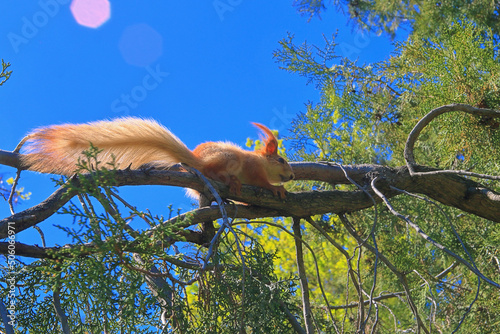 Red squirrel with a magnificent tail on a pine branch. © scena15