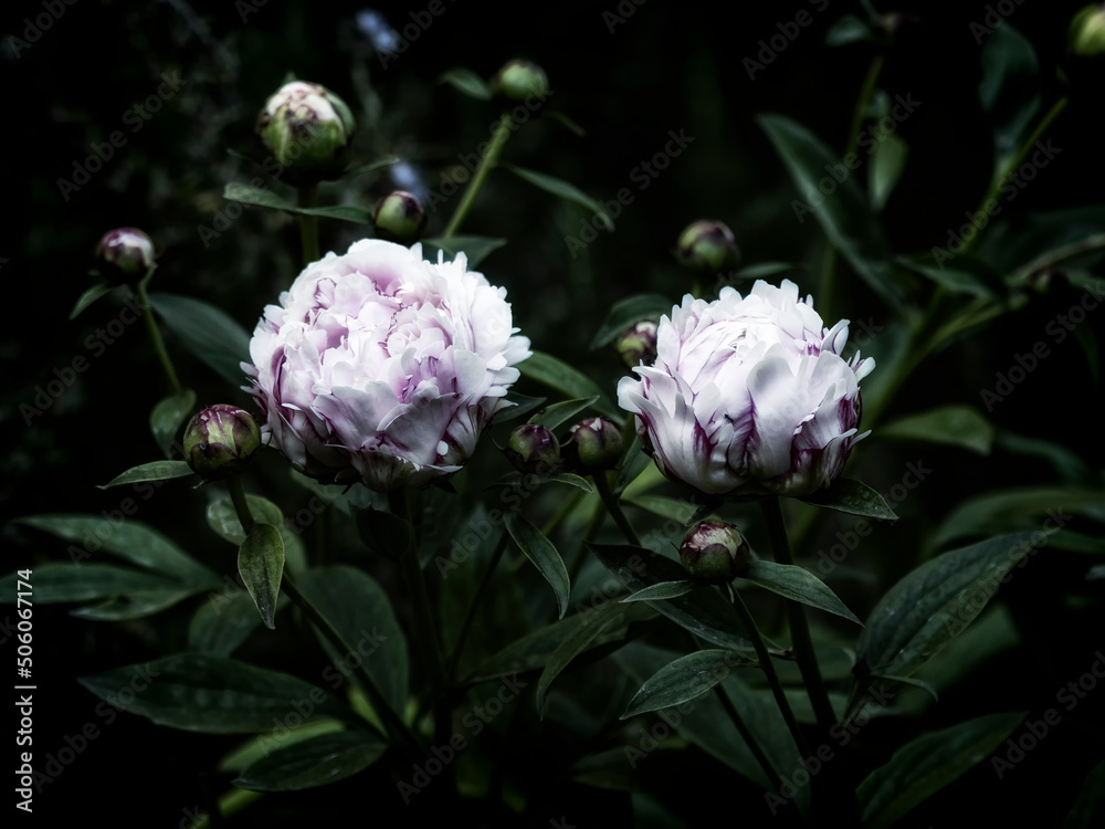 Peonie in foritura su sfondo scuro