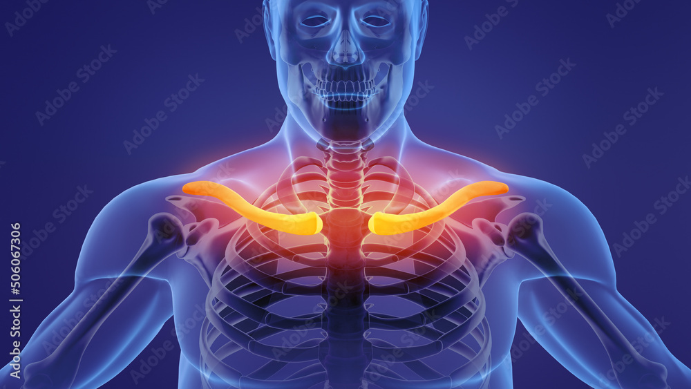 Human skeleton clavicle bones anatomy Human skeleton clavicle bones anatomy