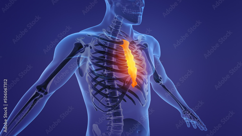 Human anatomy showing sternum and ribs Stock Illustration Biology Diagrams