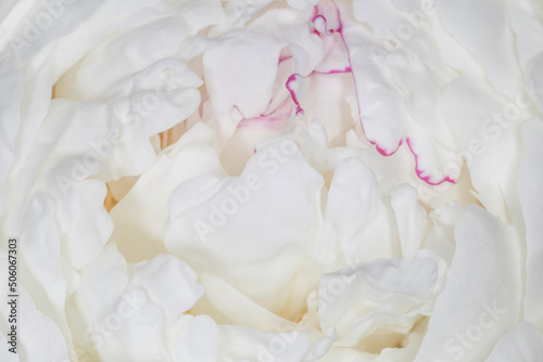 close up of white peony with purple edging