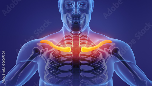 Obraz na płótnie Human skeleton clavicle bones anatomy 