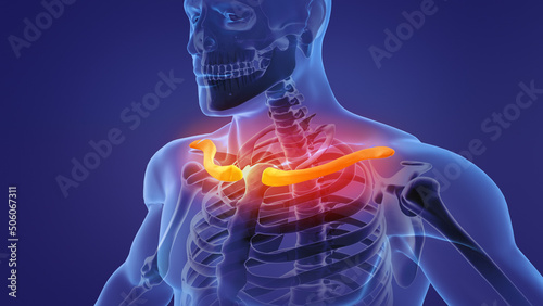 Human skeleton clavicle bones anatomy	