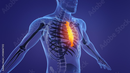 Human anatomy showing sternum and ribs	