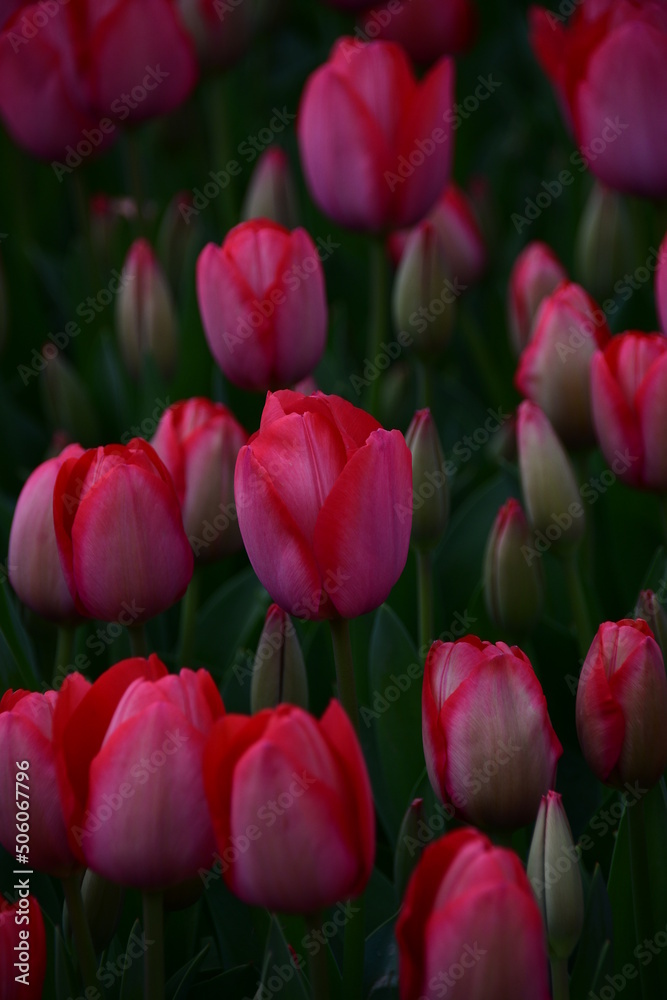 Close-up of blooming tulips. Pink-red tulips. Tulip flower lat. tulip