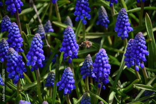 Mouse hyacinth, or Muscari lat. Muscari. Beautiful dark blue flowers in a flower bed. Background, flowers