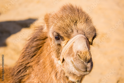 Bactrian camels in the desert. Camels harnessed to riding reins. Camel head and mouth close-up. Camel nose. Egyptian Desert.