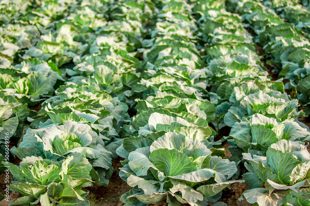 Cabbage field. Cabbage crop, agriculture and raw food. Growing vegetables. Cabbage field. Cabbage crop, agriculture and raw food. Growing vegetables.