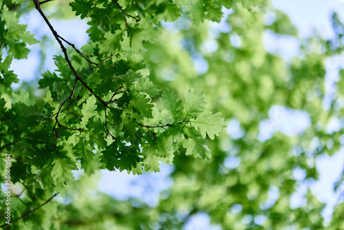 The spring nature of the big tree in the oak forest, young green leaves on the branches