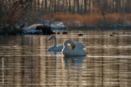 Fototapeta Naklejka Na Ścianę i Meble -  Russia. Altai territory. Protected freezing lake near the village Harvest in which live year-round wild swans and ducks.