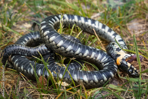 The grass snake (Natrix natrix) pretending to be dead. They pretend to be dead when they can't escape from the enemy. Thus, grass snake  can save his life.