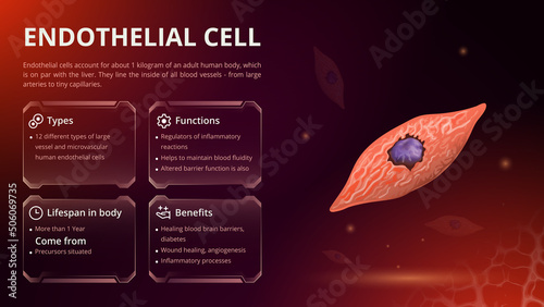 Structure, Function and Types of Endothelial Cell -Vector Image Design photo