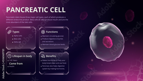 Structure, Function and Types of Pancreatic Cell Vector Image Design