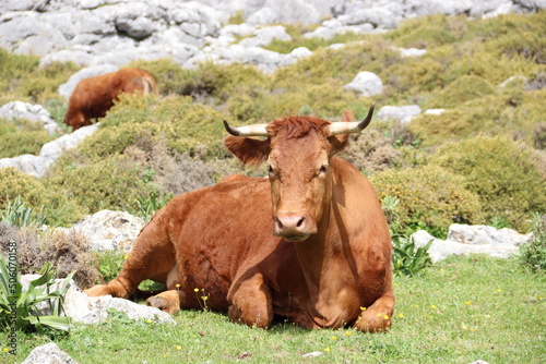 Benaocaz, Spain. 29-04-2022. A resting and ruminating red cow.  photo